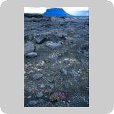 Herðubreið
