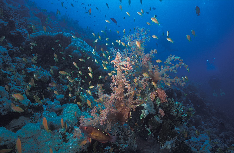 Panorama Reef/Abou Alama