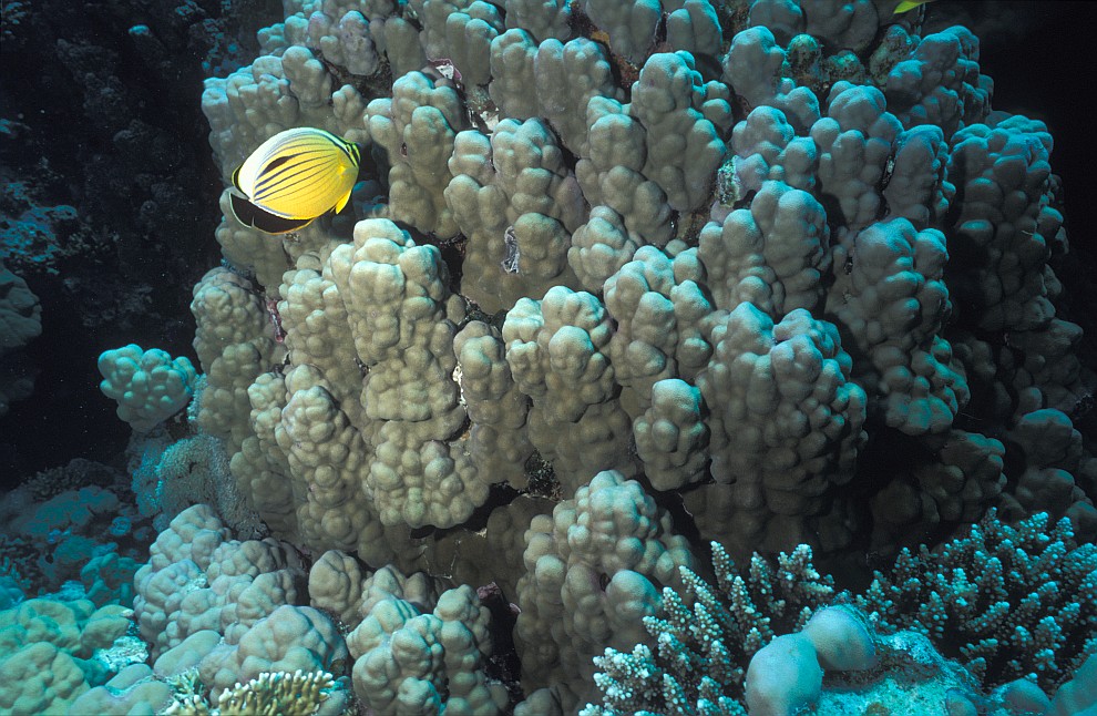 Panorama Reef/Abou Alama