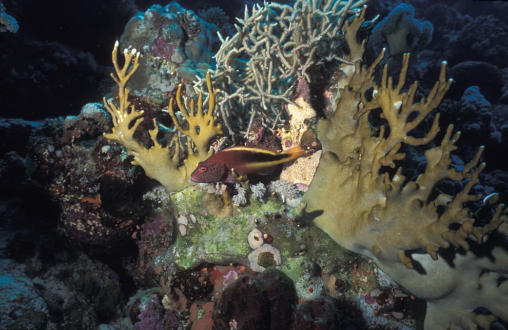Panorama Reef/en dérivante