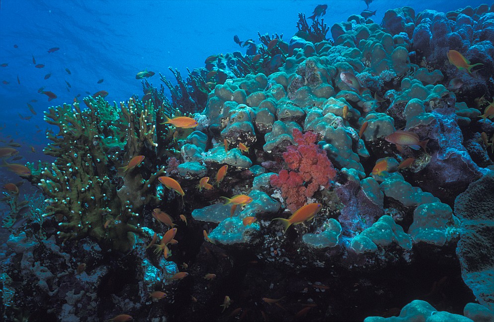 Panorama Reef/en dérivante