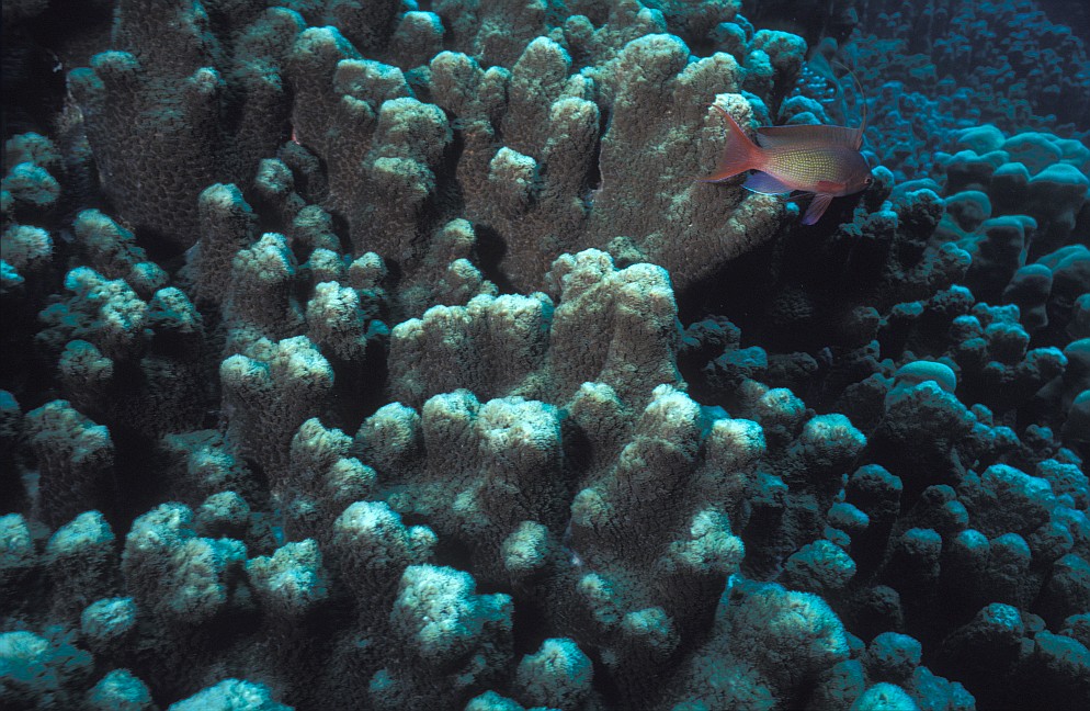 Panorama Reef/en dérivante