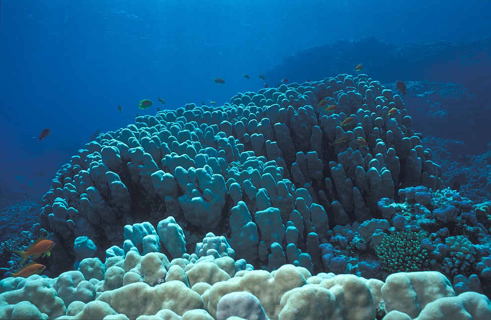 Ras Abu Sara