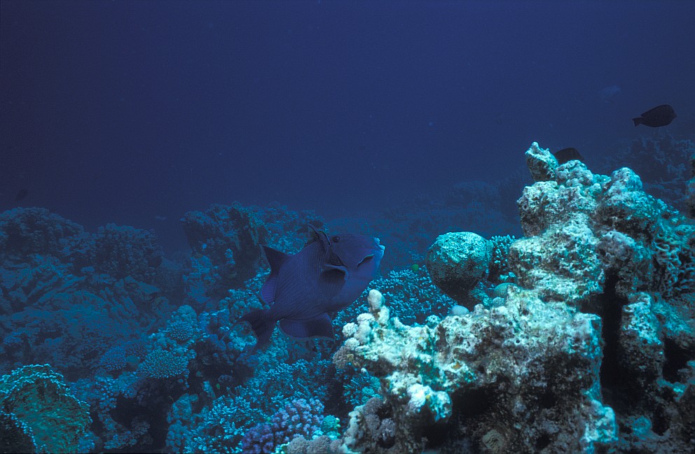 Ras Abu Sara