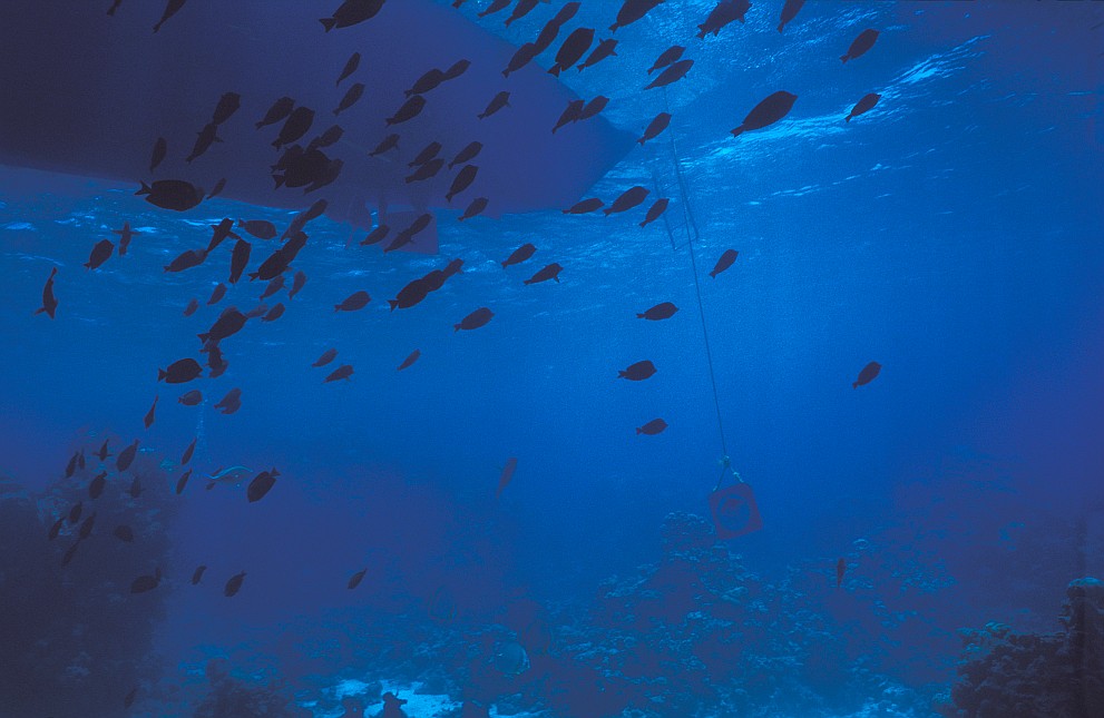 Middle Reef