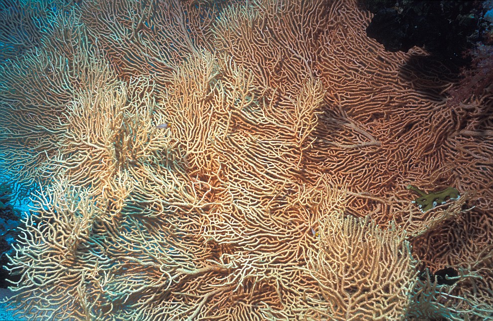 Middle Reef/en dérivante