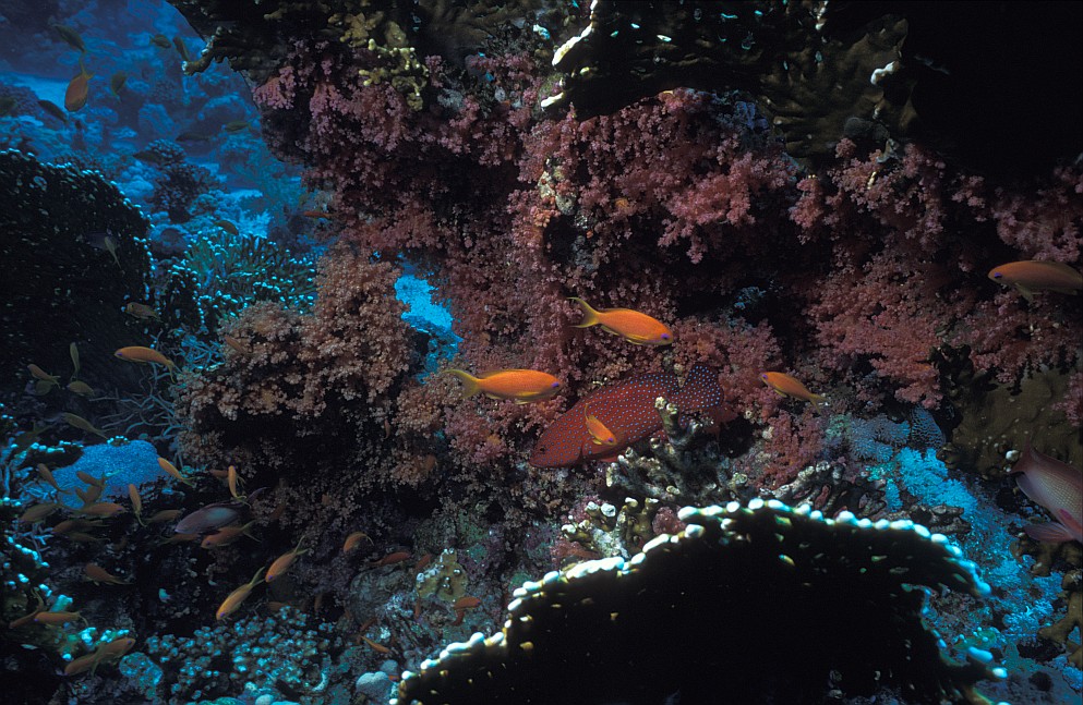 Middle Reef/en dérivante