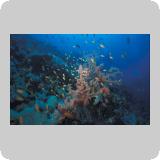 Panorama Reef/Abou Alama