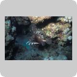 Panorama Reef/Abou Alama