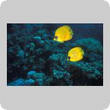 Panorama Reef/Abou Alama
