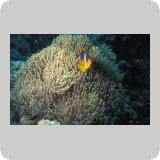 Panorama Reef/Abou Alama