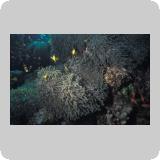 Panorama Reef/Abou Alama