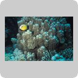Panorama Reef/Abou Alama