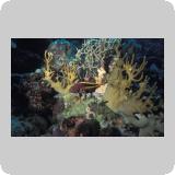 Panorama Reef/en dérivante