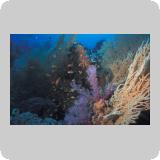 Panorama Reef/en dérivante