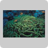 Panorama Reef/en dérivante