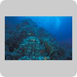 Panorama Reef/en dérivante