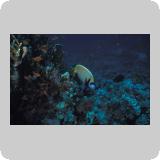Panorama Reef/en dérivante
