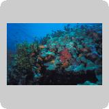 Panorama Reef/en dérivante