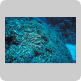 Middle Reef