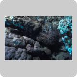 Middle Reef