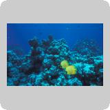 Middle Reef