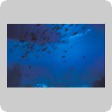 Middle Reef