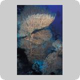 Middle Reef/en dérivante