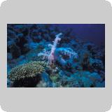 Middle Reef/en dérivante