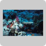 Middle Reef/en dérivante