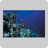 Middle Reef/en dérivante