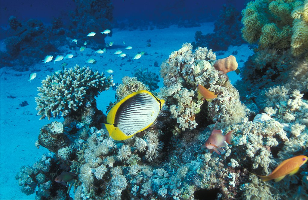 Gotta Marsa Alam