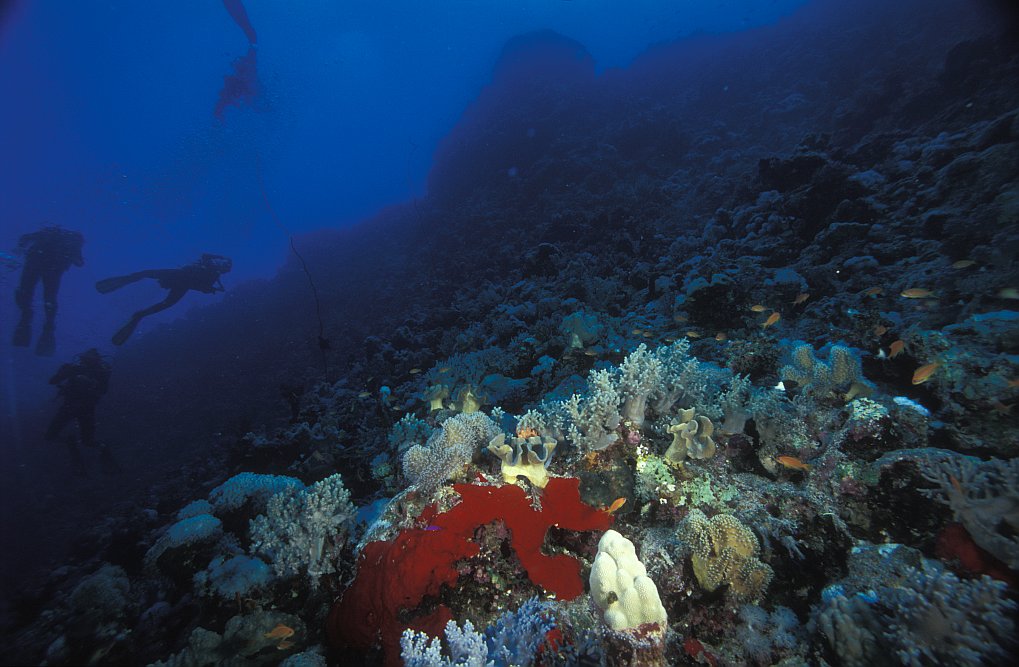 Shaab Sharm