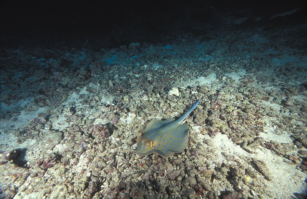 Dangerous Reef