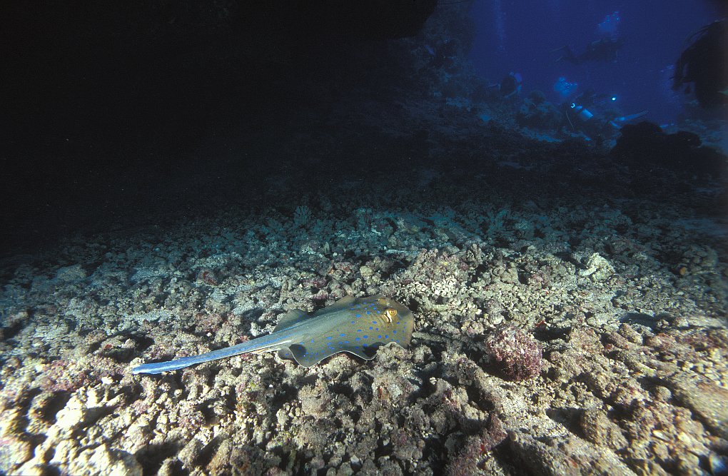 Dangerous Reef