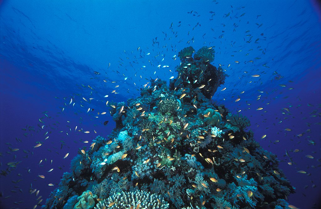 Amr Reef