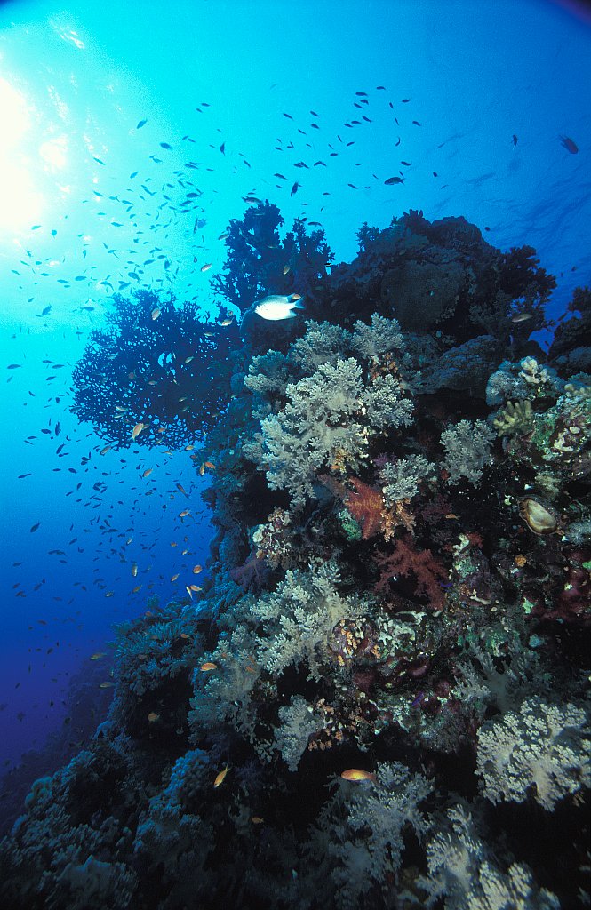 Amr Reef