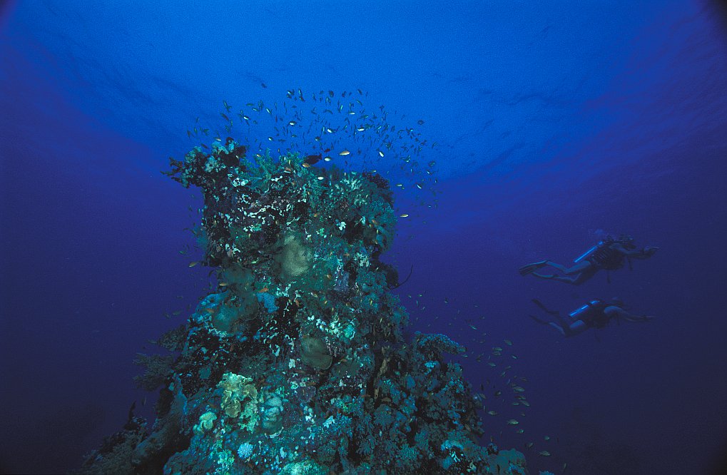 Amr Reef