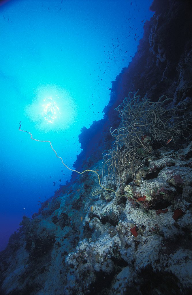 Sataya