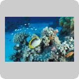 Gotta Marsa Alam