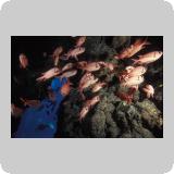 Gotta Marsa Alam