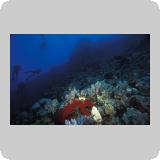 Shaab Sharm