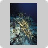 Shaab Sharm