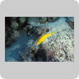 Shaab Sharm