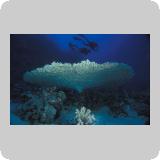 Shaab Sharm