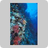 Dangerous Reef