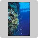 Dangerous Reef