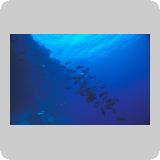 Dangerous Reef