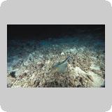 Dangerous Reef