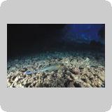 Dangerous Reef